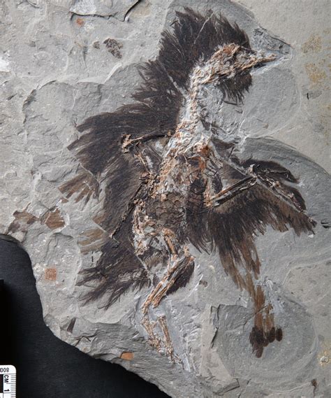 feathered dinosaur fossils china